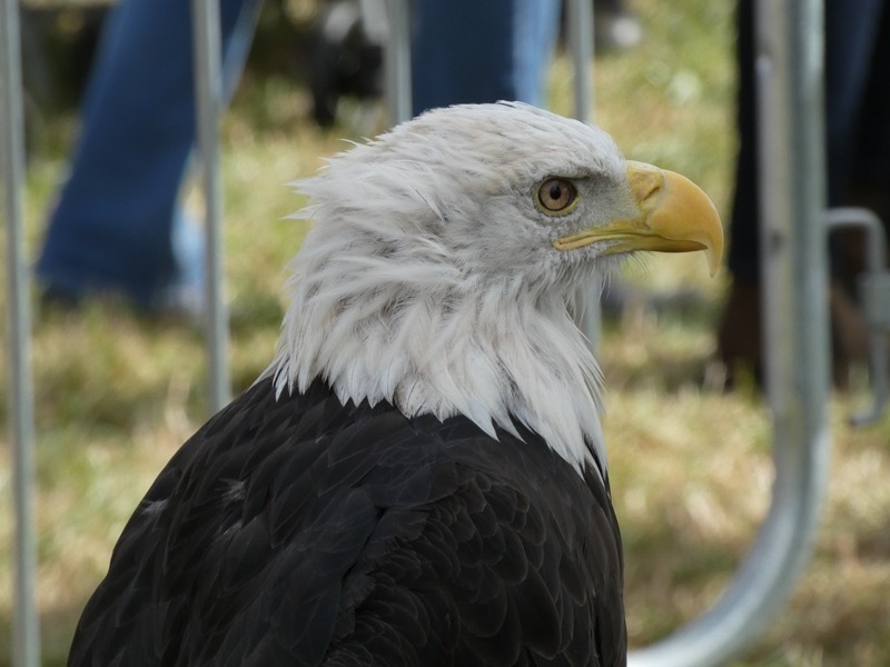 Other image for Volunteers praised as Penistone Show draws crowds